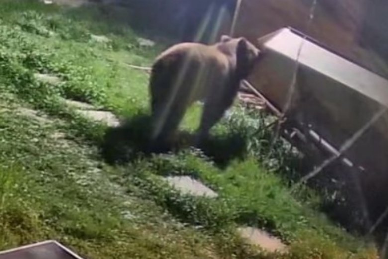 Medve járt egy szécsenyi ház udvarán, egy másik tyúkokat ölt Nyikómalomfalván