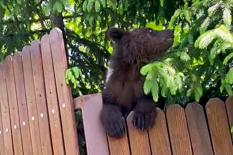 Kertekbe ugrált be, fára mászott egy medvebocs Székelyudvarhelyen – videó