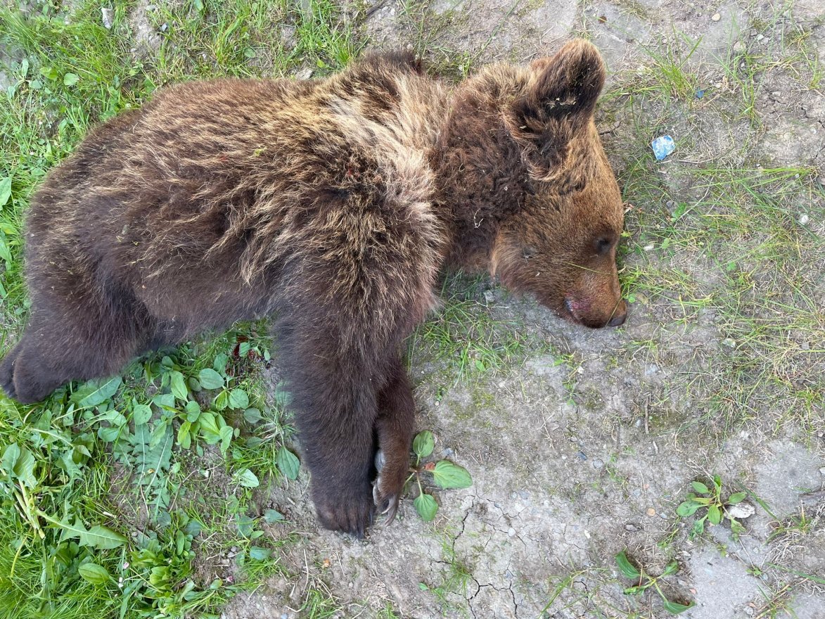 Nem tágított a tyúkól mellől, kilőtték a Lövétén garázdálkodó medvét