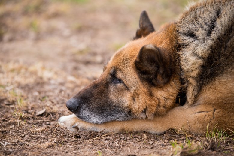 A kutyák chipezésének fontossága: közel egy év után került vissza a gazdájához egy németjuhász