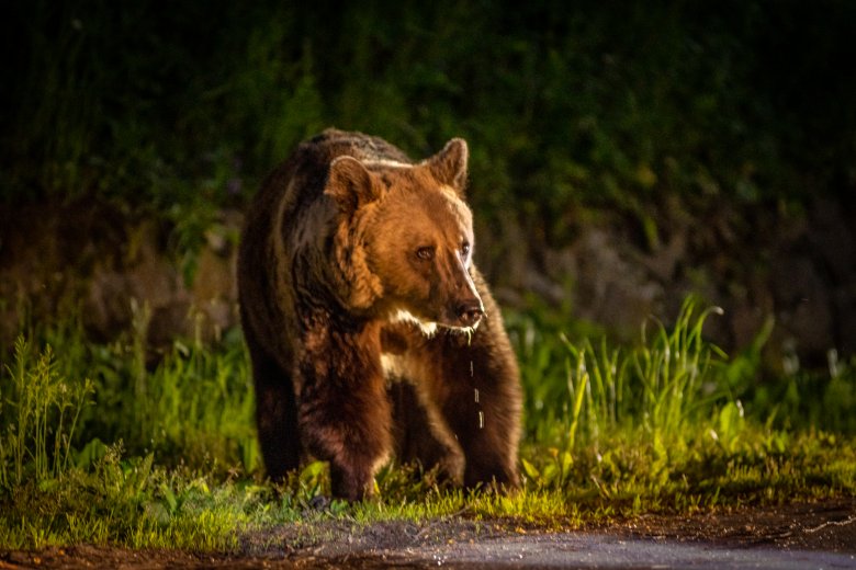 Újabb riasztás medve miatt Farkaslaka községben
