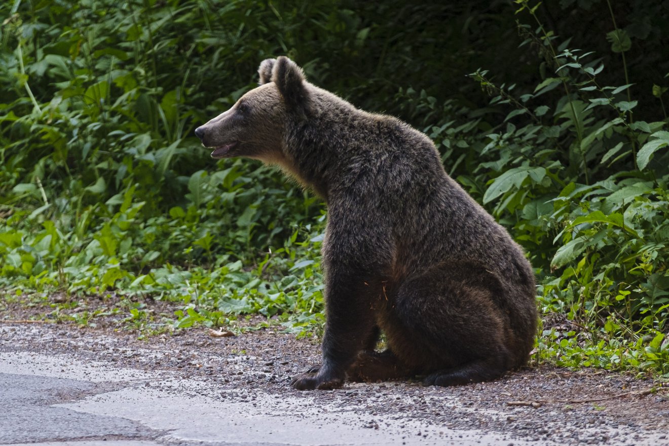 Áttörést sikerült elérni a medveügyben az Európai Unióban