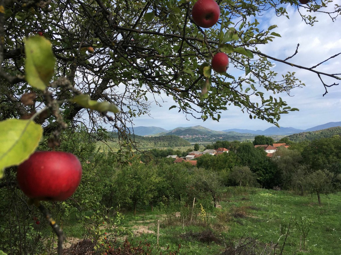 Petőfi körtefái – a hagyományos gyümölcsfajták megmentését vállalta fel a Tündérkert-mozgalom