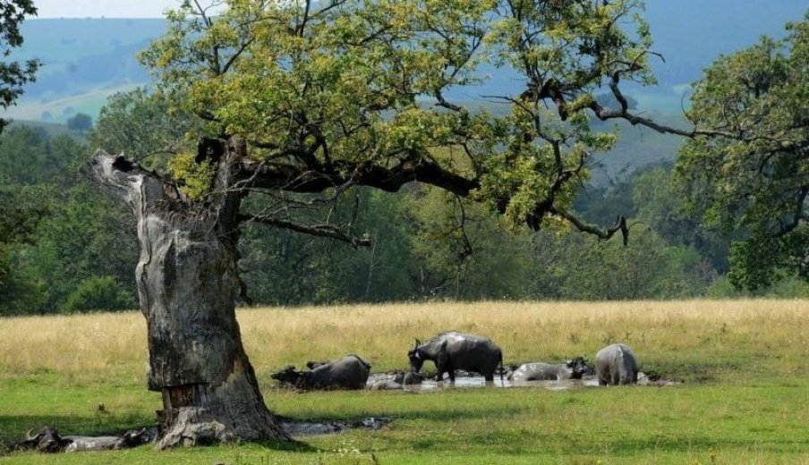 Egyedülálló érték Európában: az erdélyi fás legelő