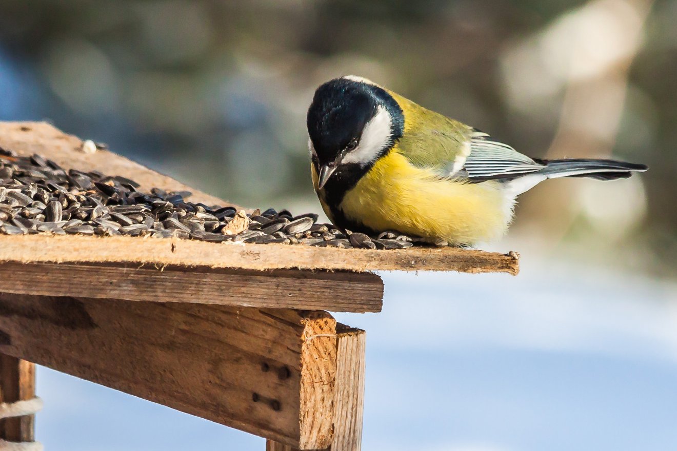 Útmutató a madarak téli etetéséhez