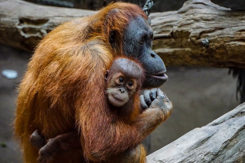 Majmokat tervez ajándékozni partnereinek egy ázsiai ország