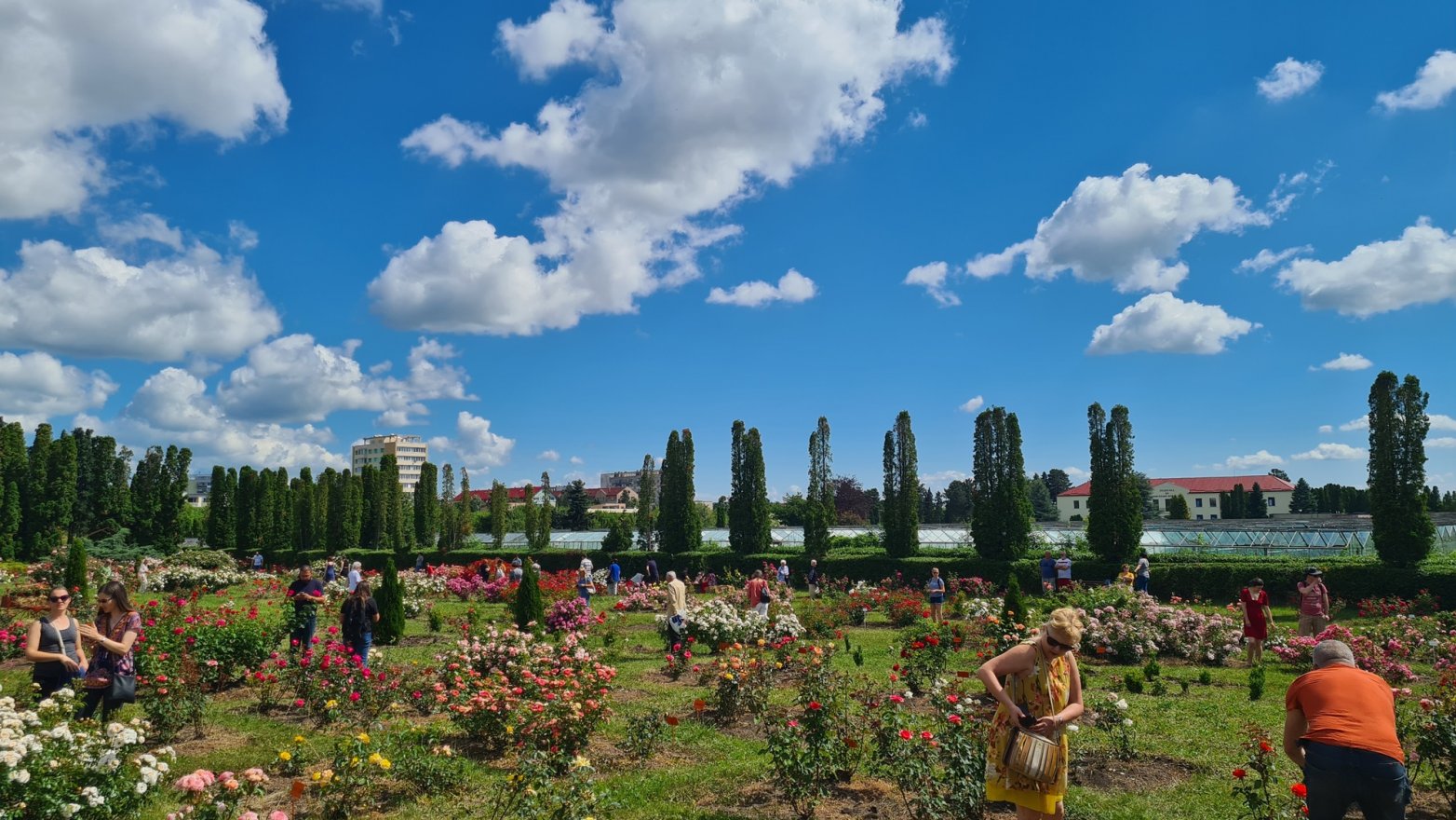 Kolozsvári illatfelhő: több mint 300 fajta rózsát lehet megcsodálni szombaton