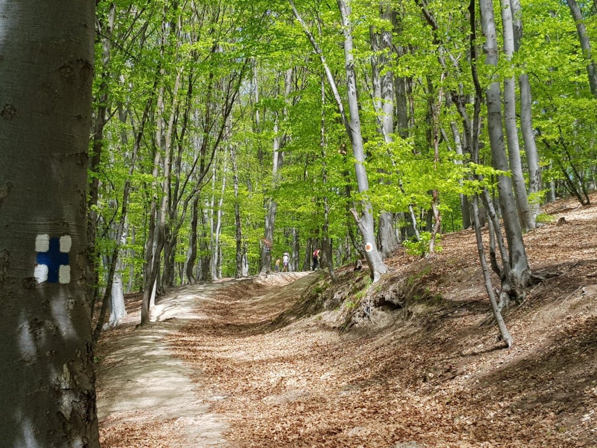 Mindenki szabadon beléphet a romániai erdőkbe az erdészeti törvénykönyv szenátusi változata szerint