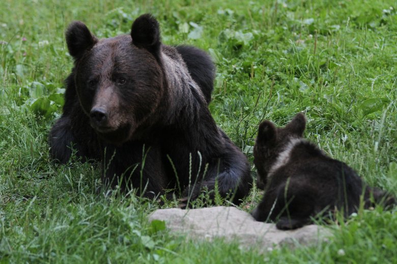 Nem a medvéket, hanem a vadállatokat kell felhozni problémaként, hogy EU-s szinten foglalkozzanak velük