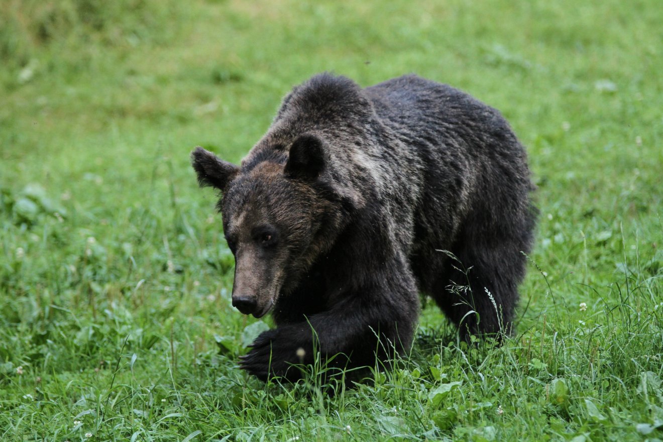 Csendőrség: fényképezni próbálta a medvét a külföldi turista, mikor a nagyvad rátámadt – frissítve