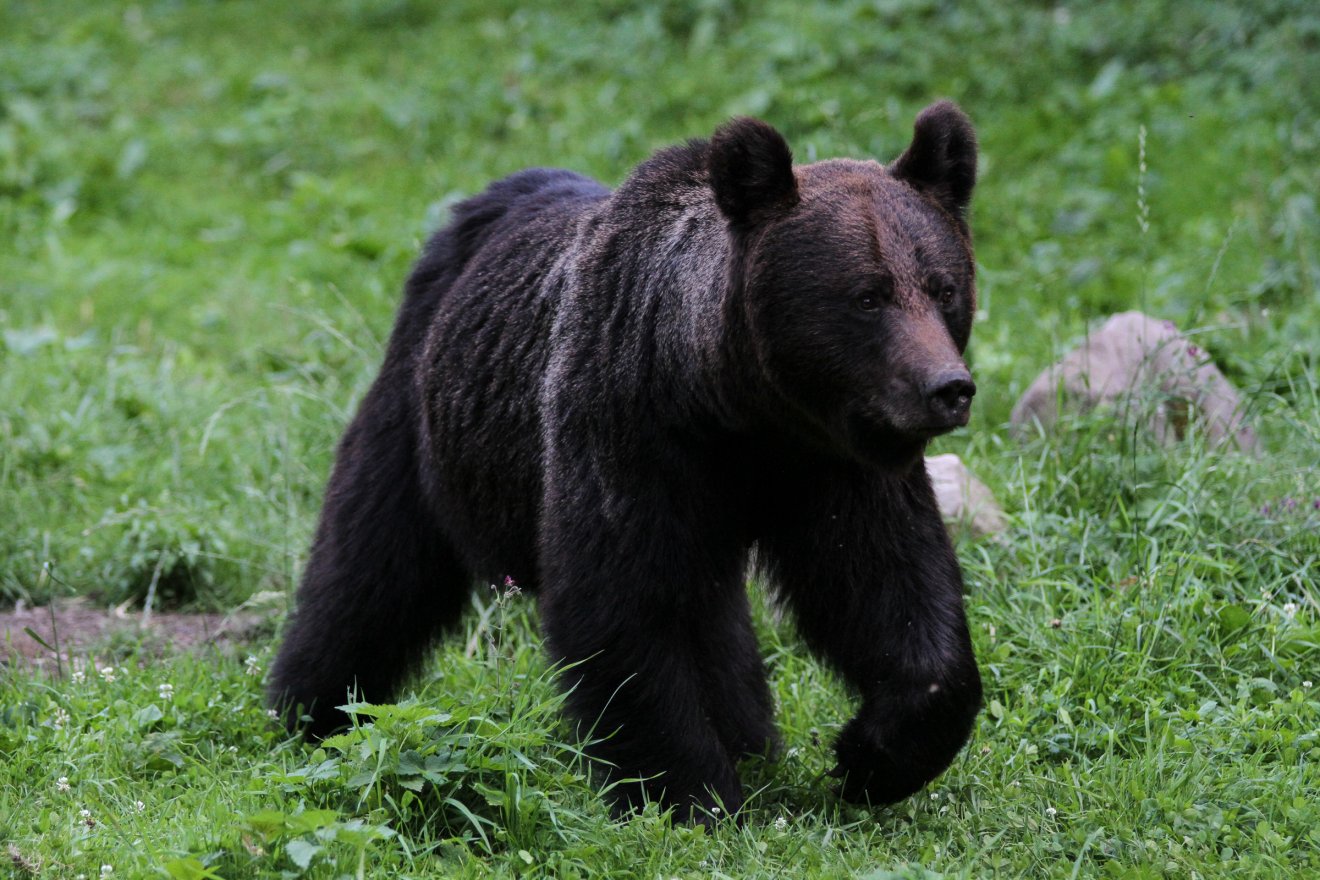 Kétszer támadt a medve egy férfire Lövéte határában