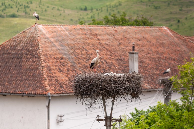 Magyarországon is feltűnt, hogy ebben a két gyergyószéki faluban milyen sok a gólya