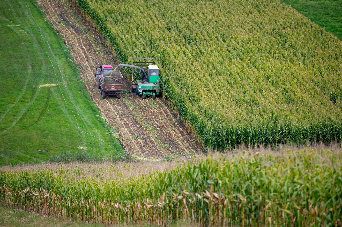 Az utóbbi másfél évtized leggyengébb kukoricatermése várható idén Romániában