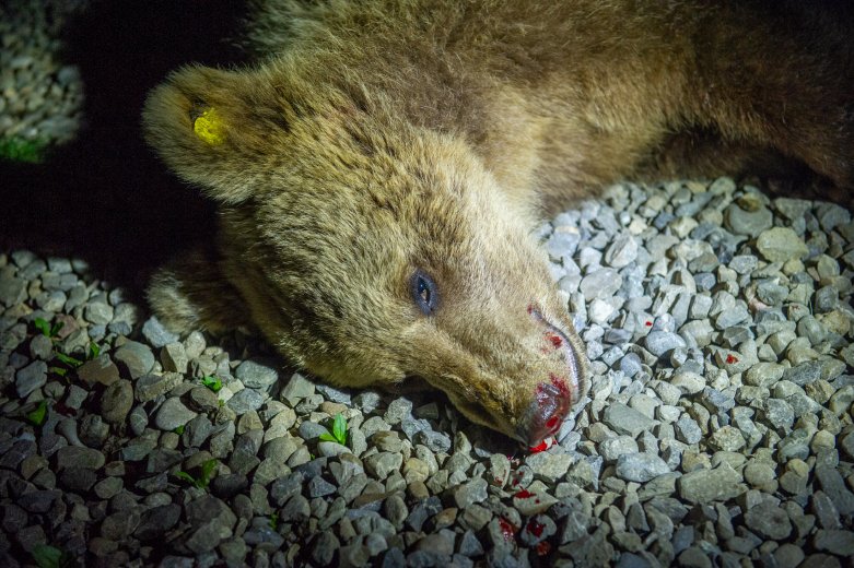A Csíkban kilőtt medvékre reagáltatták Klaus Iohannis allamfőt