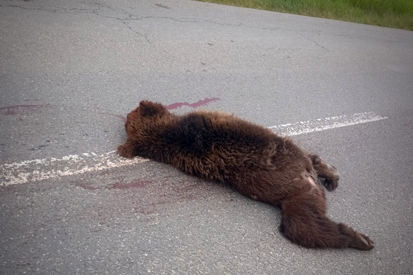 Elgázoltak egy medvét Székelyudvarhely közelében: a vadállat elpusztult, a sofőr elhajtott